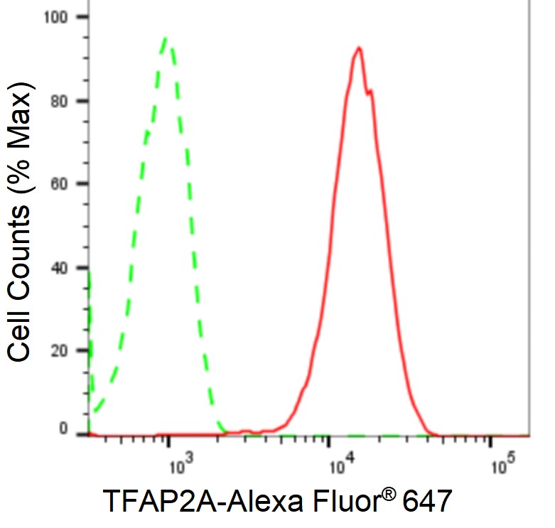 AP2 alpha Antibody (24GB2485)