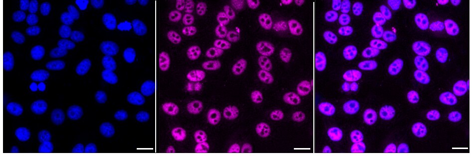 AP2 alpha Antibody (24GB2485)