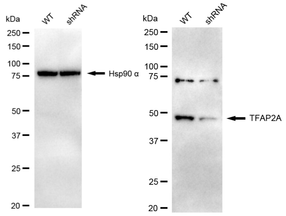AP2 alpha Antibody (24GB2485)