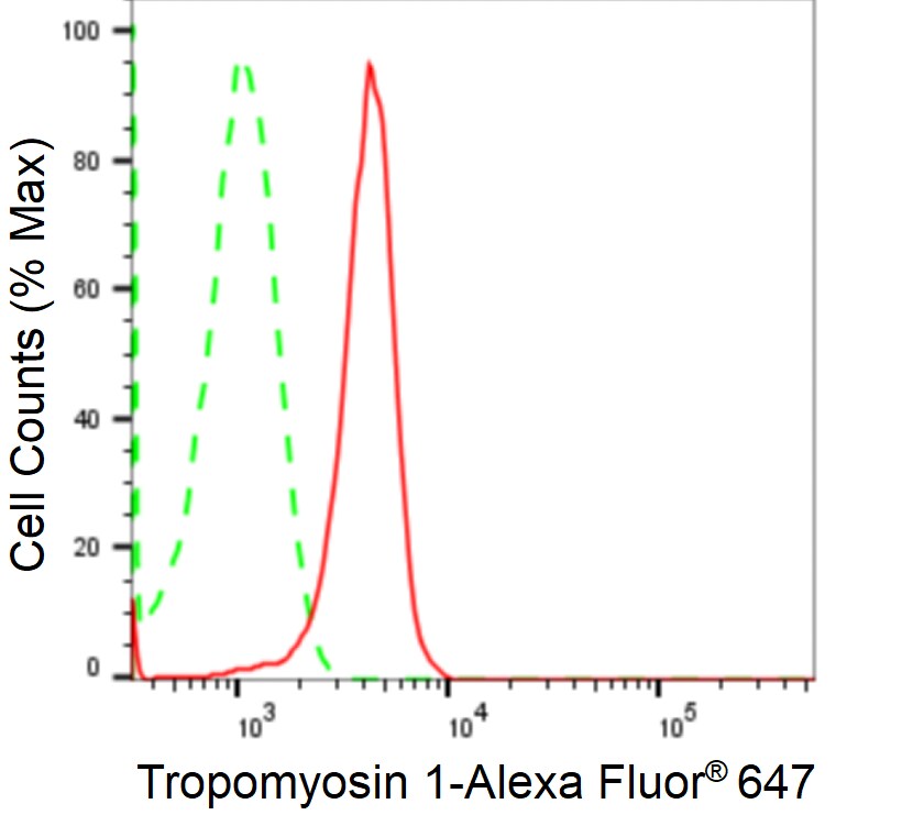 Tropomyosin-1 Antibody (24GB2545)