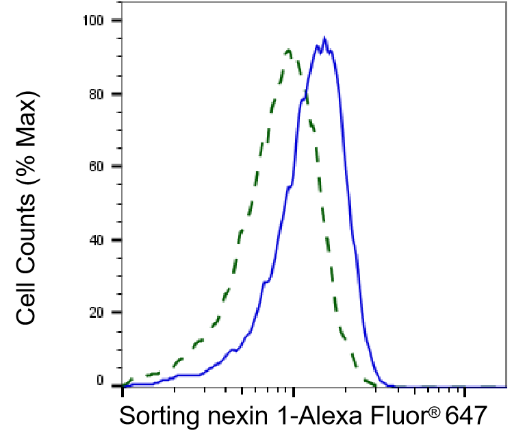 SNX1 Antibody (24GB2595)