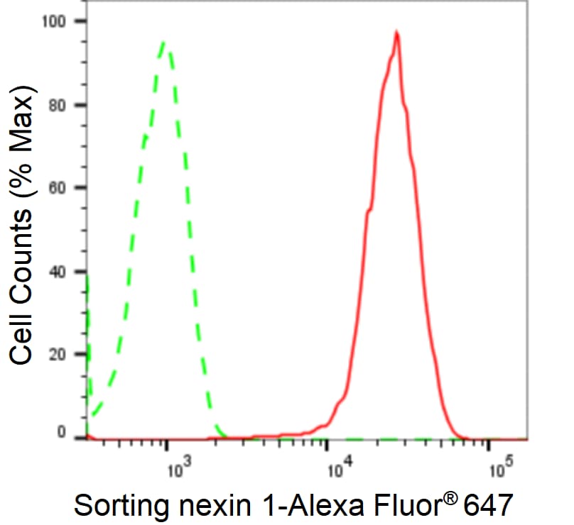 SNX1 Antibody (24GB2595)