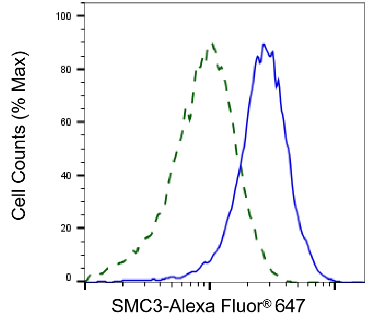 SMC3 Antibody (24GB2155)