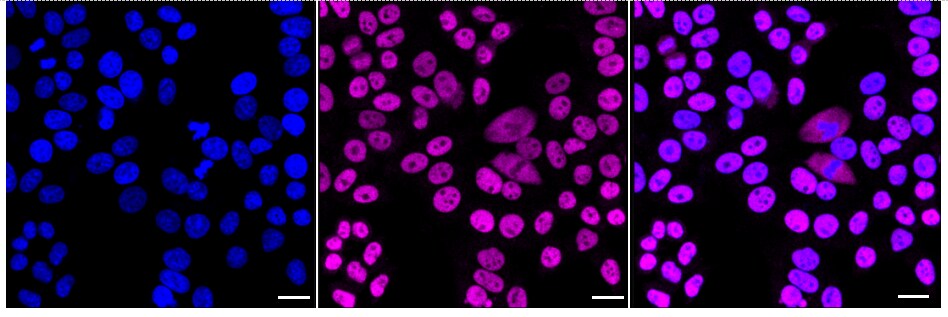 SMC3 Antibody (24GB2155)