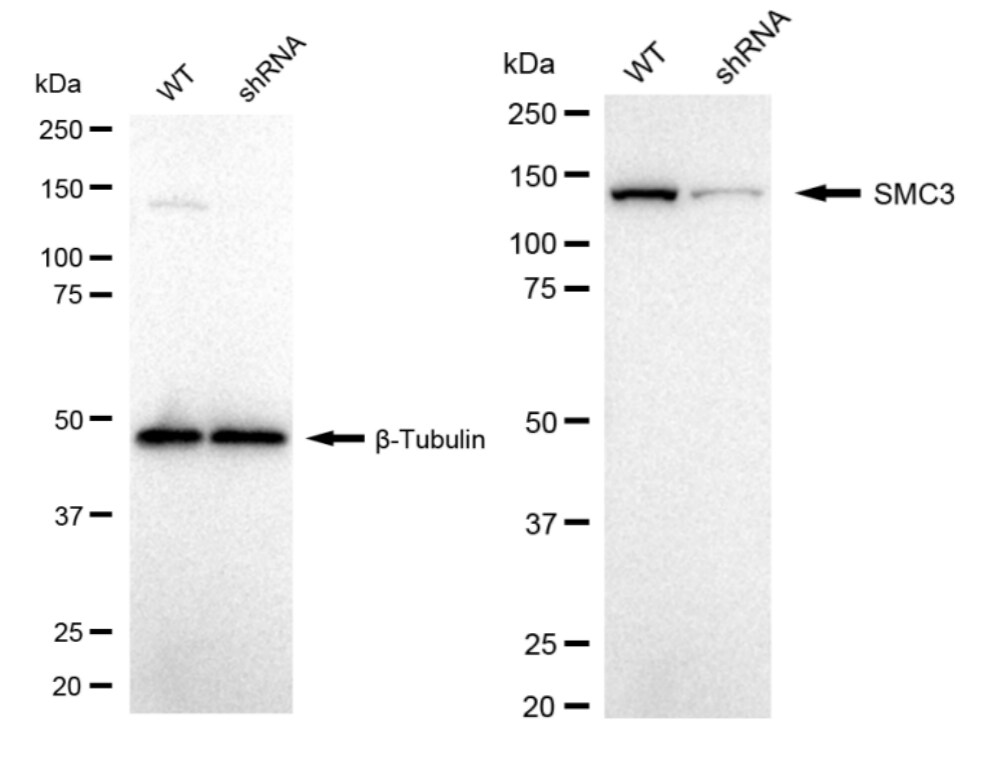 SMC3 Antibody (24GB2155)