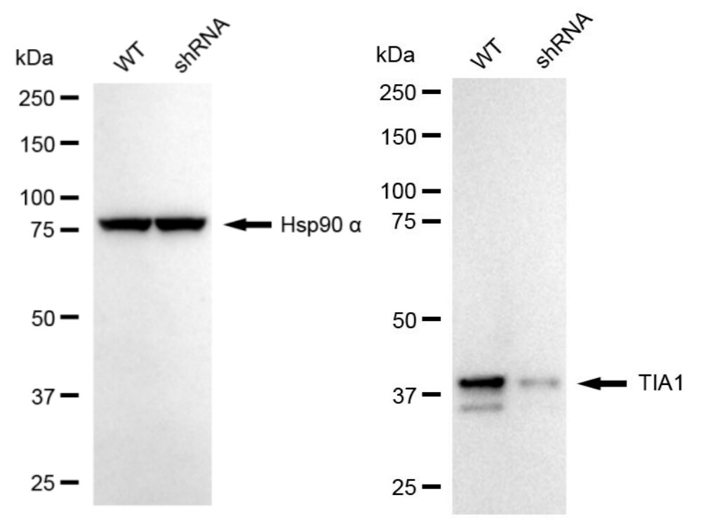 TIA1 Antibody (24GB2175)