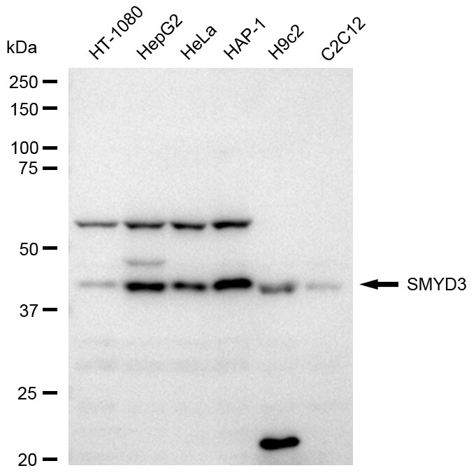 SMYD3 Antibody (24GB2260)