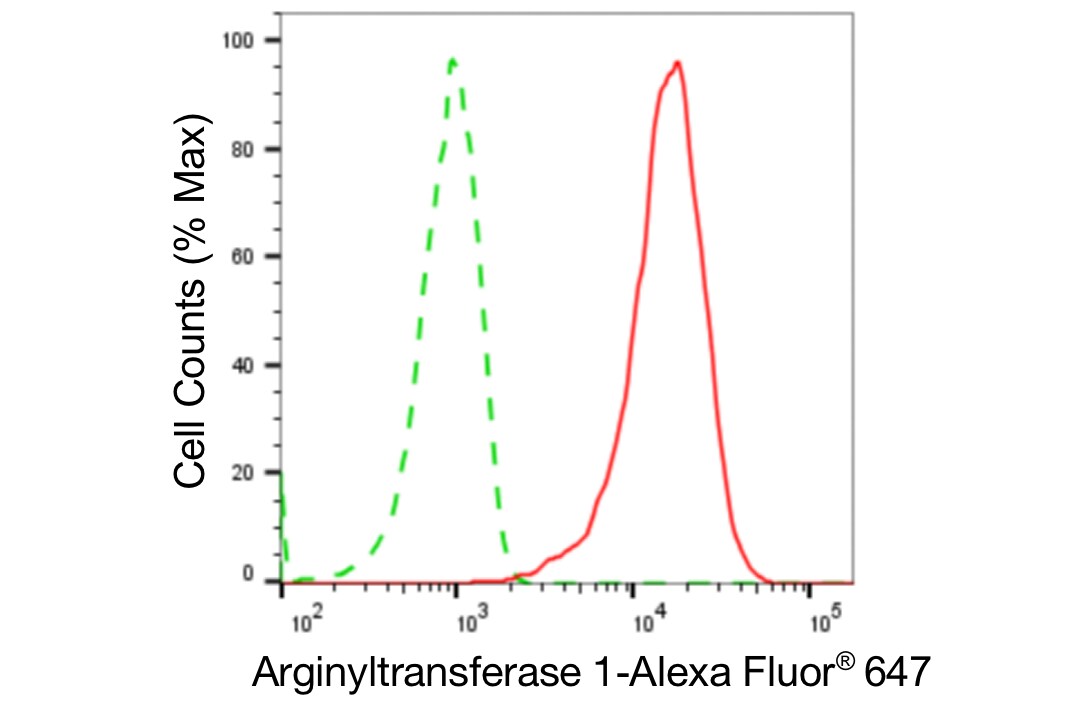 ATE1 Antibody (24GB4720)