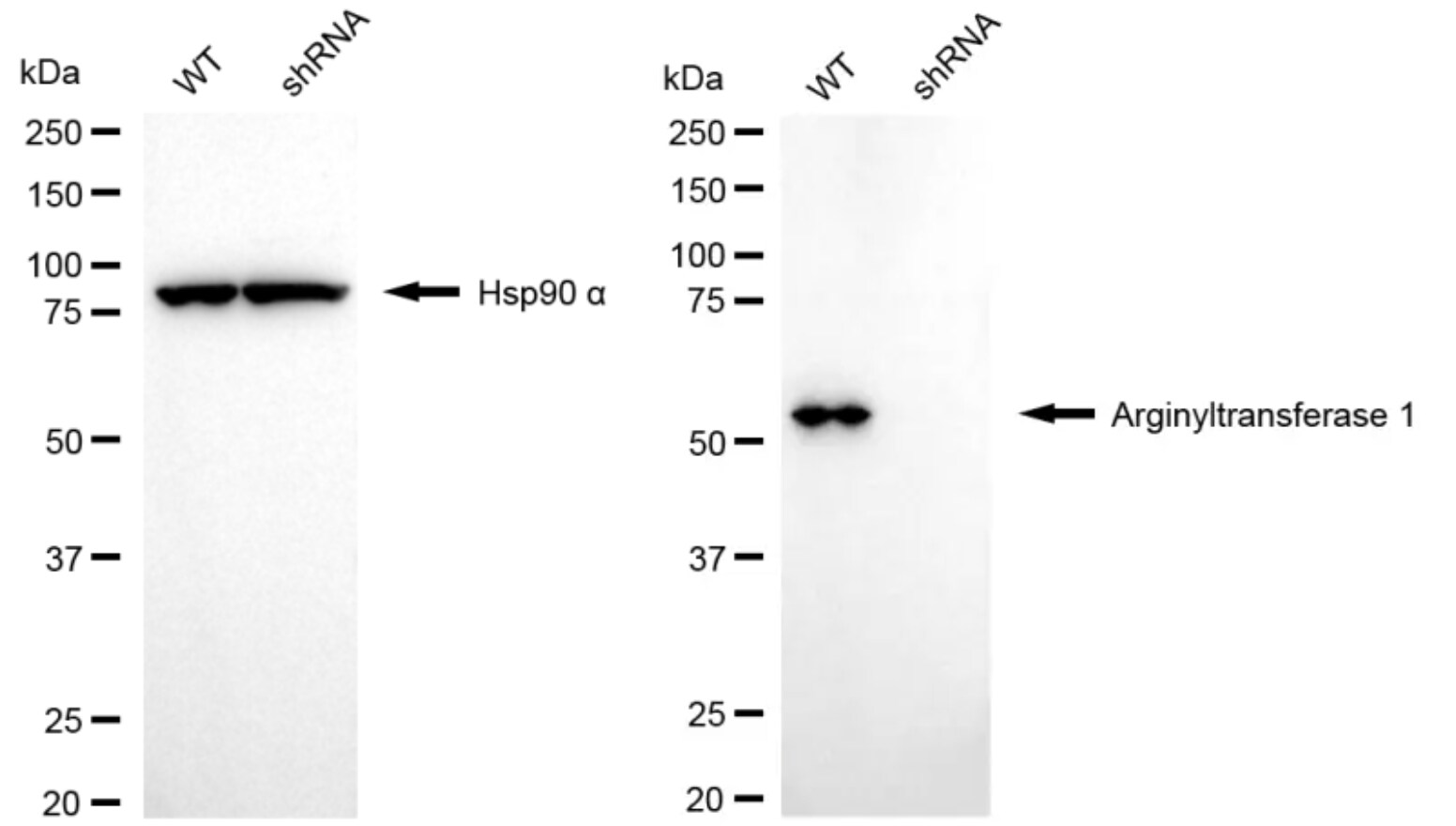 ATE1 Antibody (24GB4720)