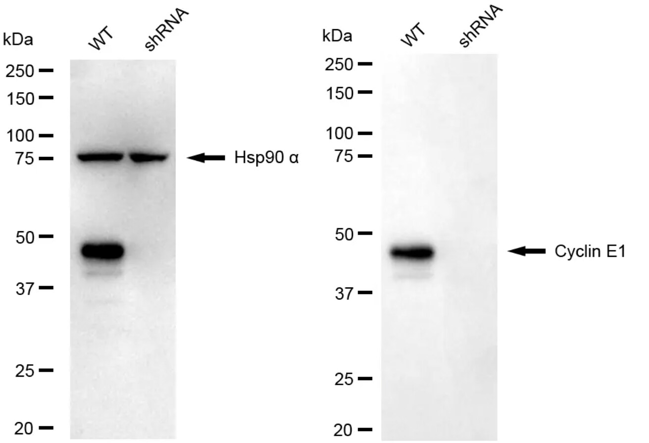 Cyclin E1 Antibody (24GB4745)
