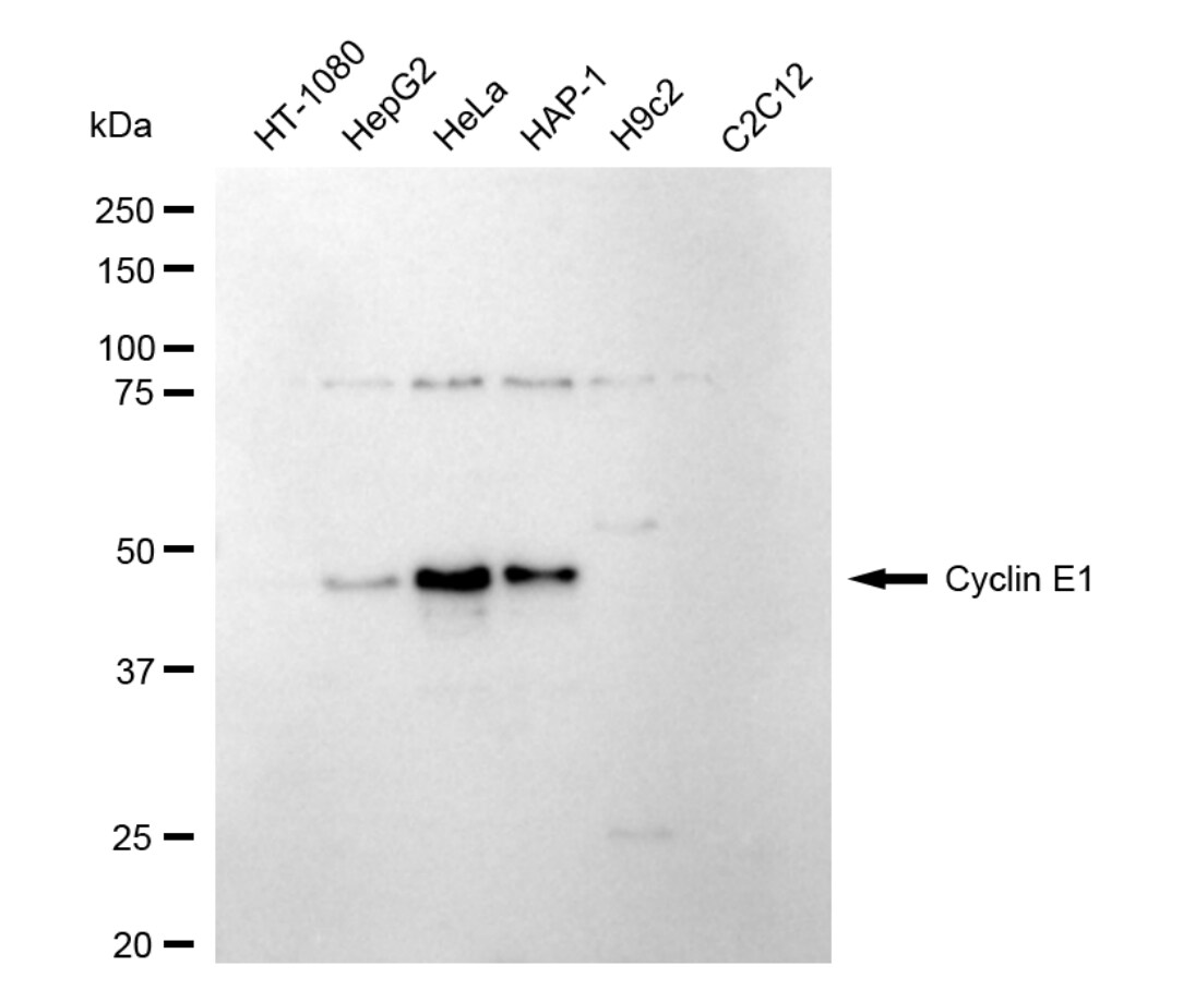 Cyclin E1 Antibody (24GB4745)