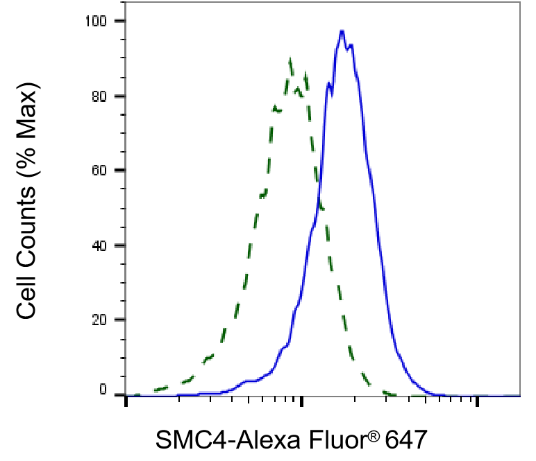 SMC4 Antibody (24GB2400)