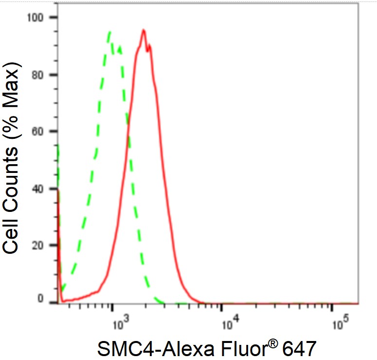 SMC4 Antibody (24GB2400)