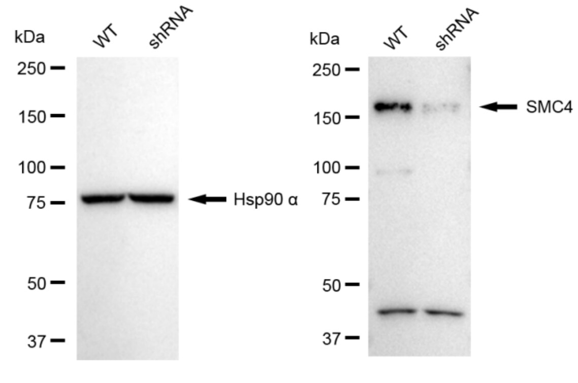 SMC4 Antibody (24GB2400)