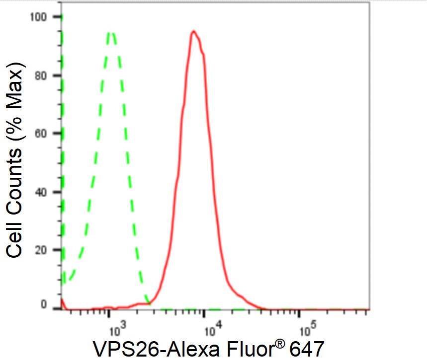 VPS26A Antibody (24GB2415)