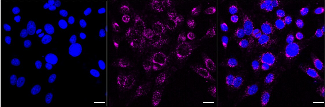 VPS26A Antibody (24GB2415)