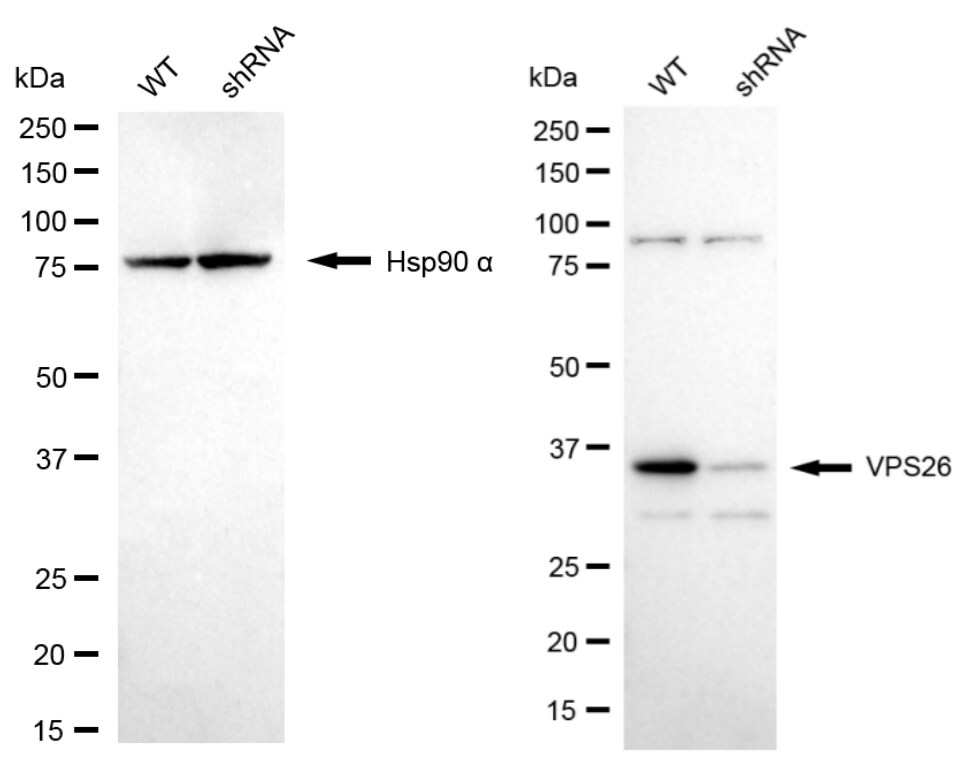 VPS26A Antibody (24GB2415)