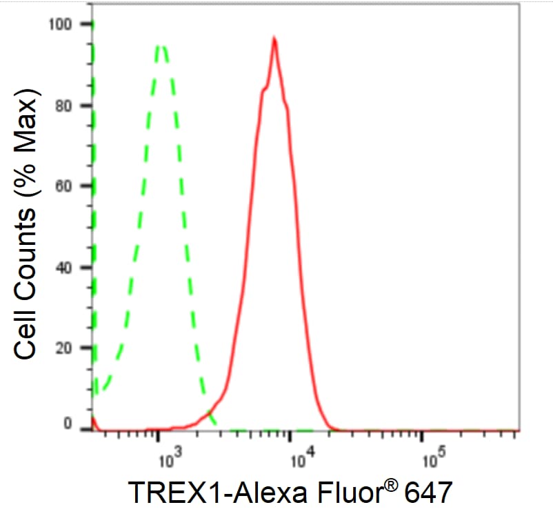 TREX1 Antibody (24GB2440)