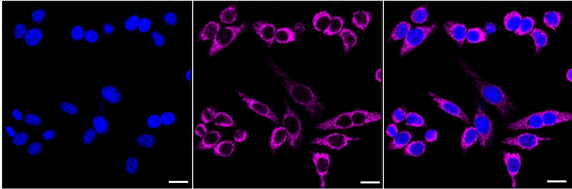 TRAP1 Antibody (24GB2560)