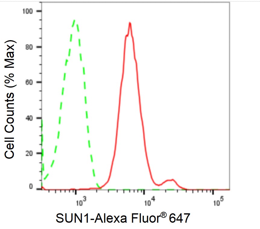SUN1 Antibody (24GB2575)