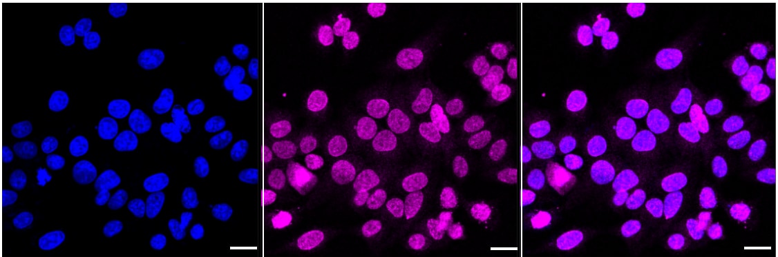 SUN1 Antibody (24GB2575)
