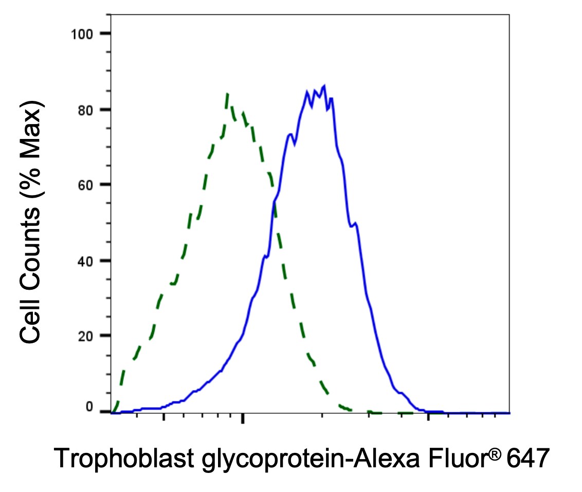 5T4 Antibody (24GB1990)