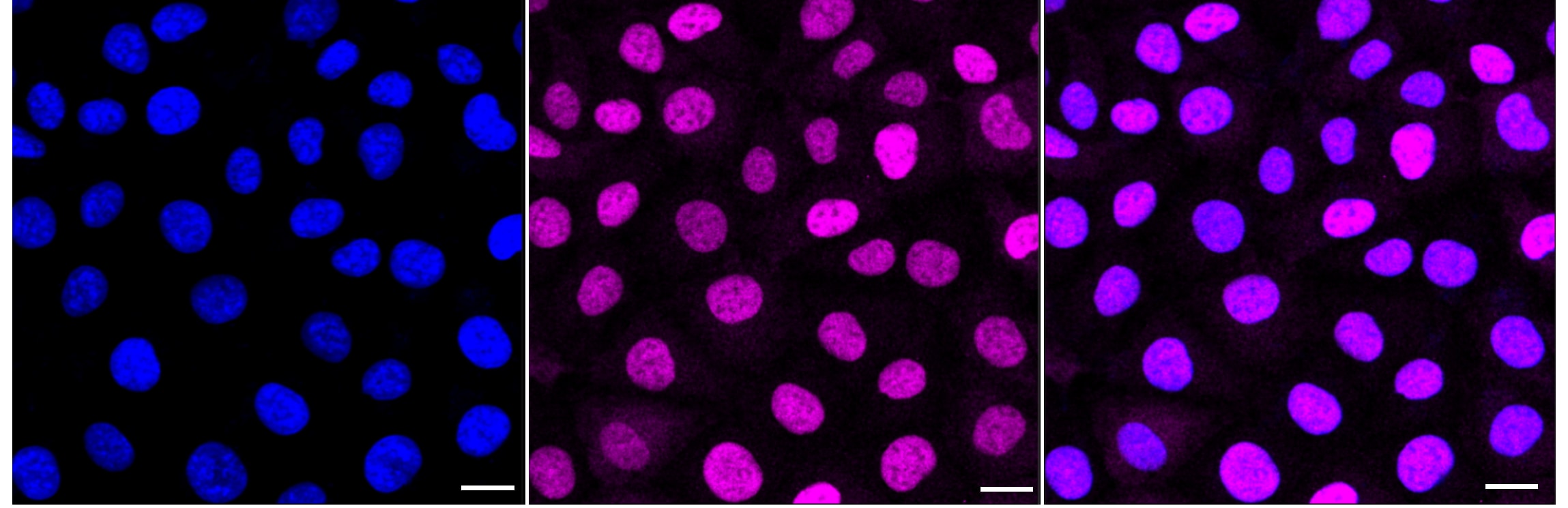 SOX9 Antibody (24GB2000)