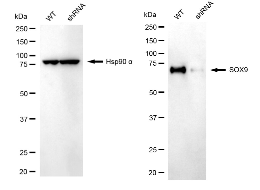 SOX9 Antibody (24GB2000)