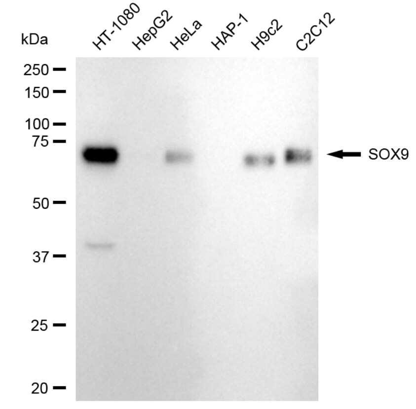 SOX9 Antibody (24GB2000)