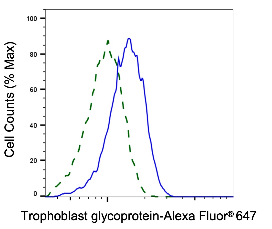 5T4 Antibody (24GB2035)