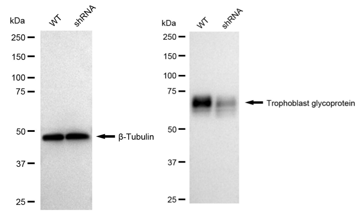 5T4 Antibody (24GB2035)