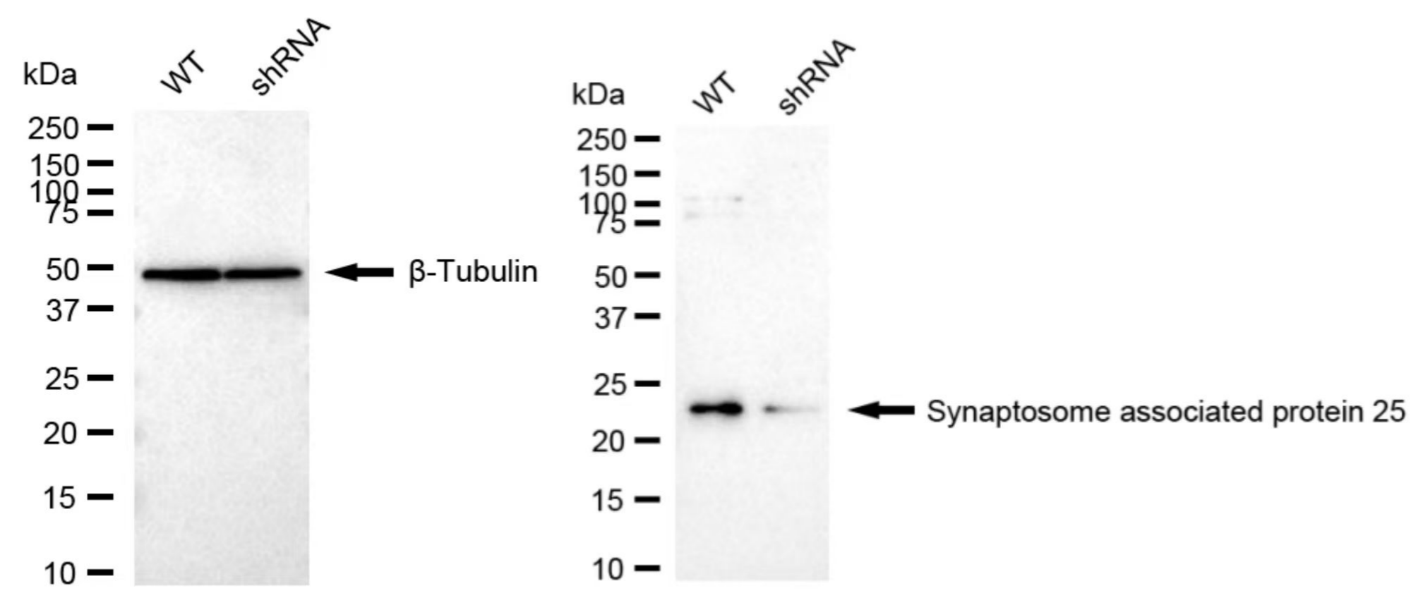 SNAP25 Antibody (24GB2640)