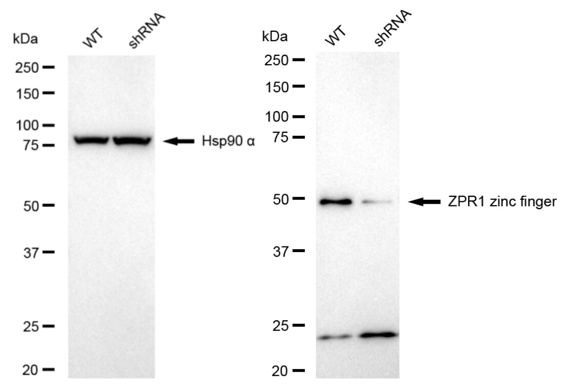 ZNF259 Antibody (24GB1805)