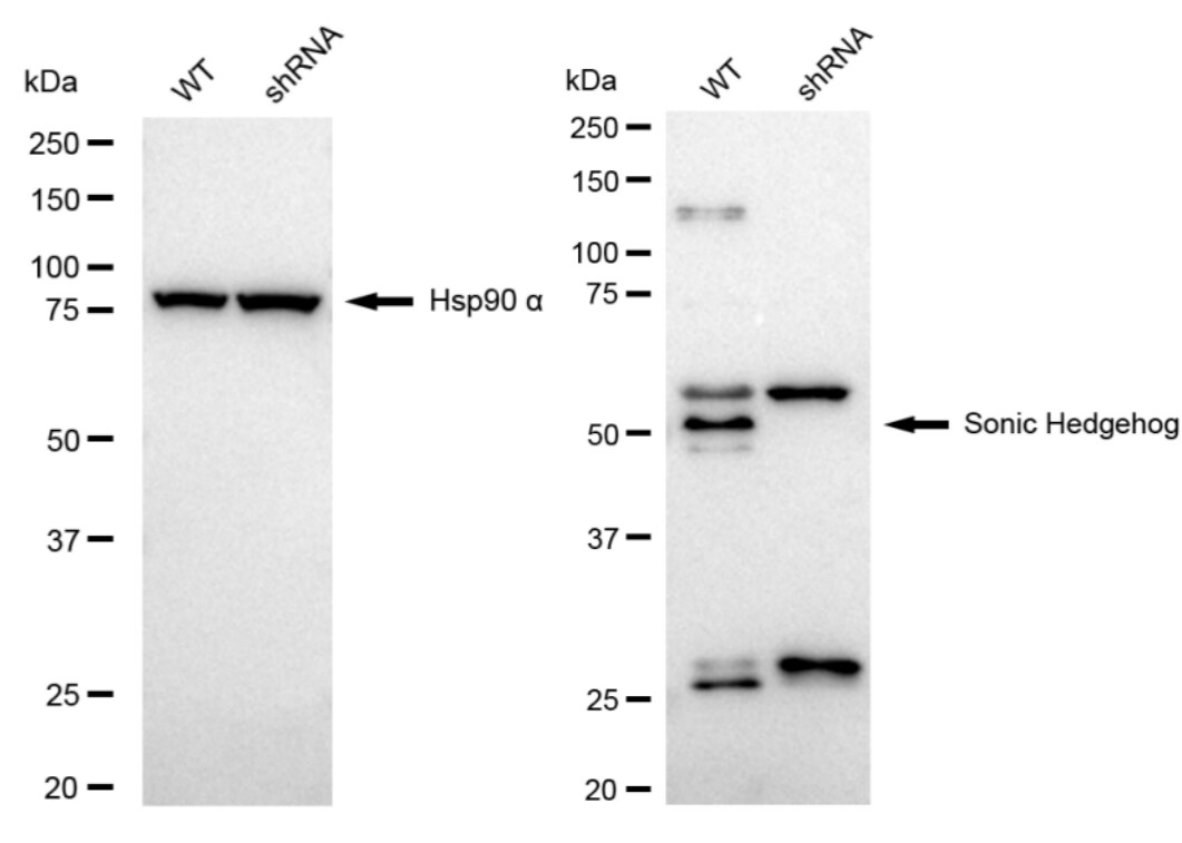 Sonic Hedgehog/Shh Antibody (24GB1925)