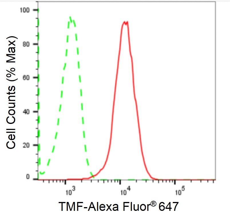 TATA Element Modulatory Factor 1 Antibody (24GB1965)