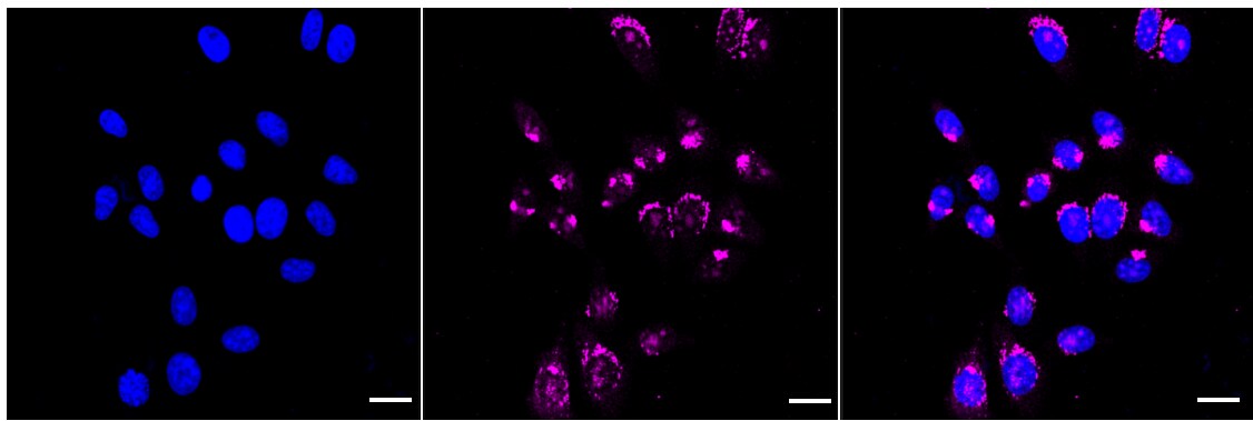 TATA Element Modulatory Factor 1 Antibody (24GB1965)