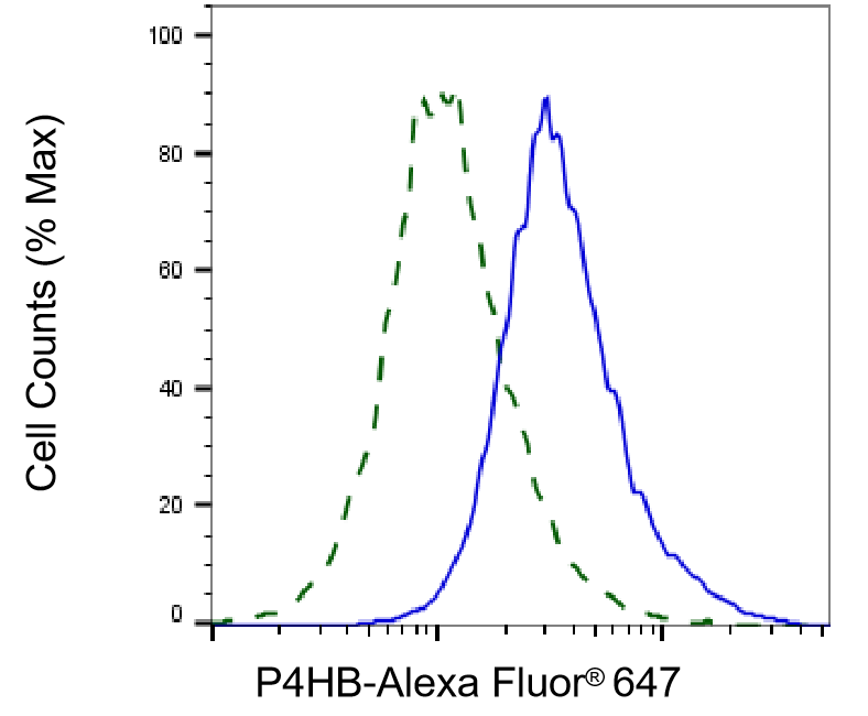 Protein Disulfide Isomerase/P4HB Antibody (24GB2780)
