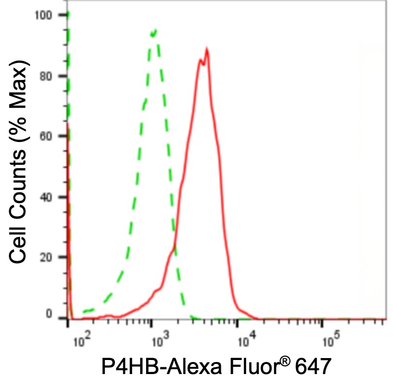 Protein Disulfide Isomerase/P4HB Antibody (24GB2780)