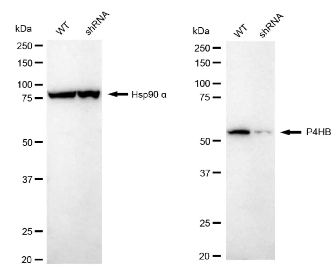 Protein Disulfide Isomerase/P4HB Antibody (24GB2780)