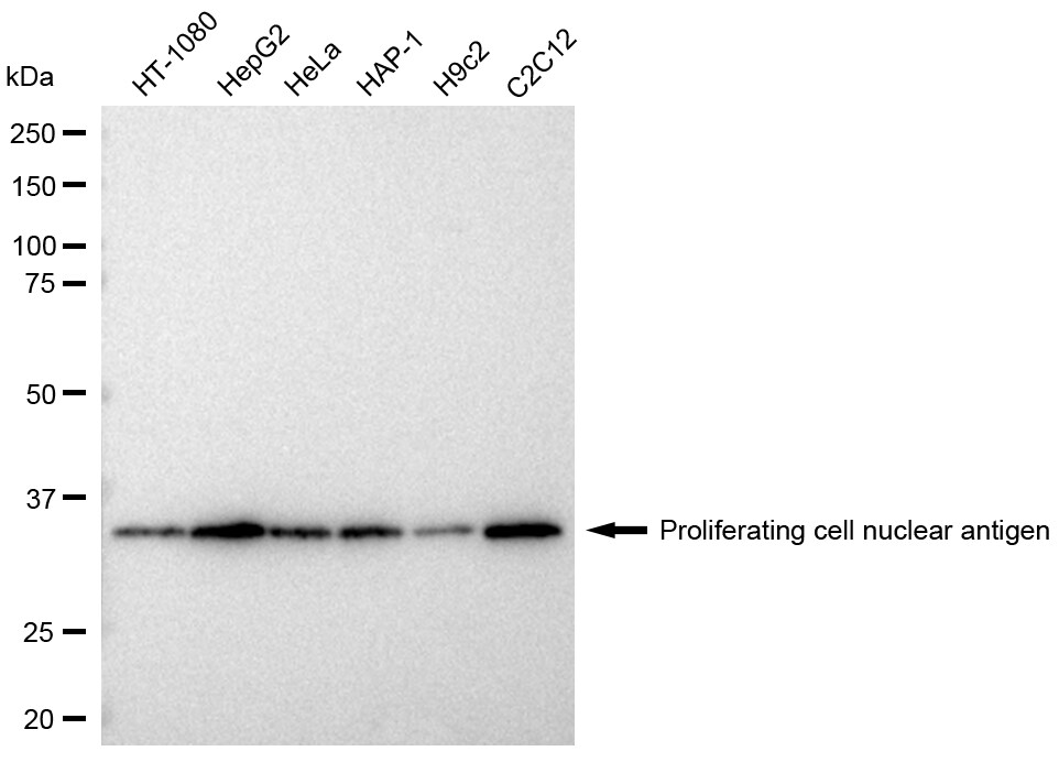 PCNA Antibody (24GB2805)