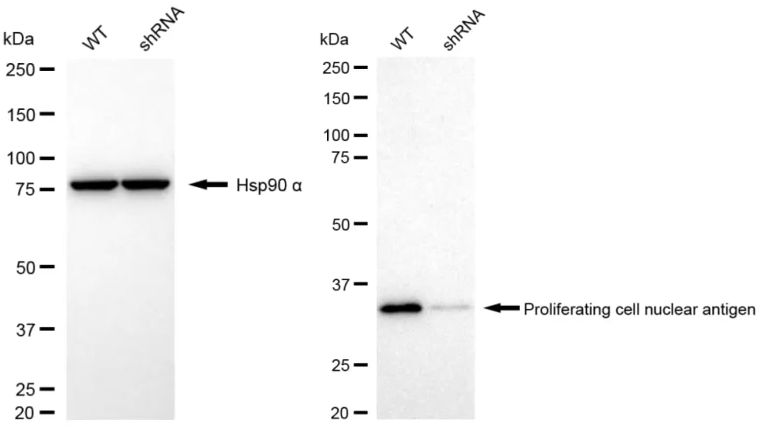 PCNA Antibody (24GB2805)