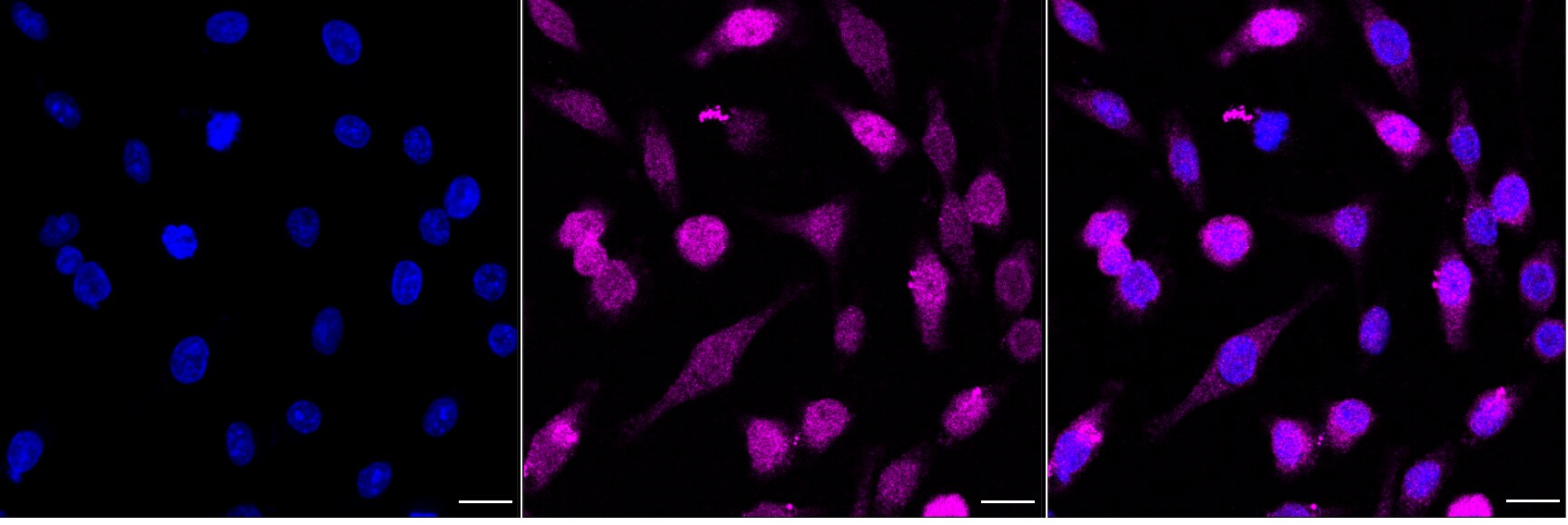 MITF Antibody (24GB2905)