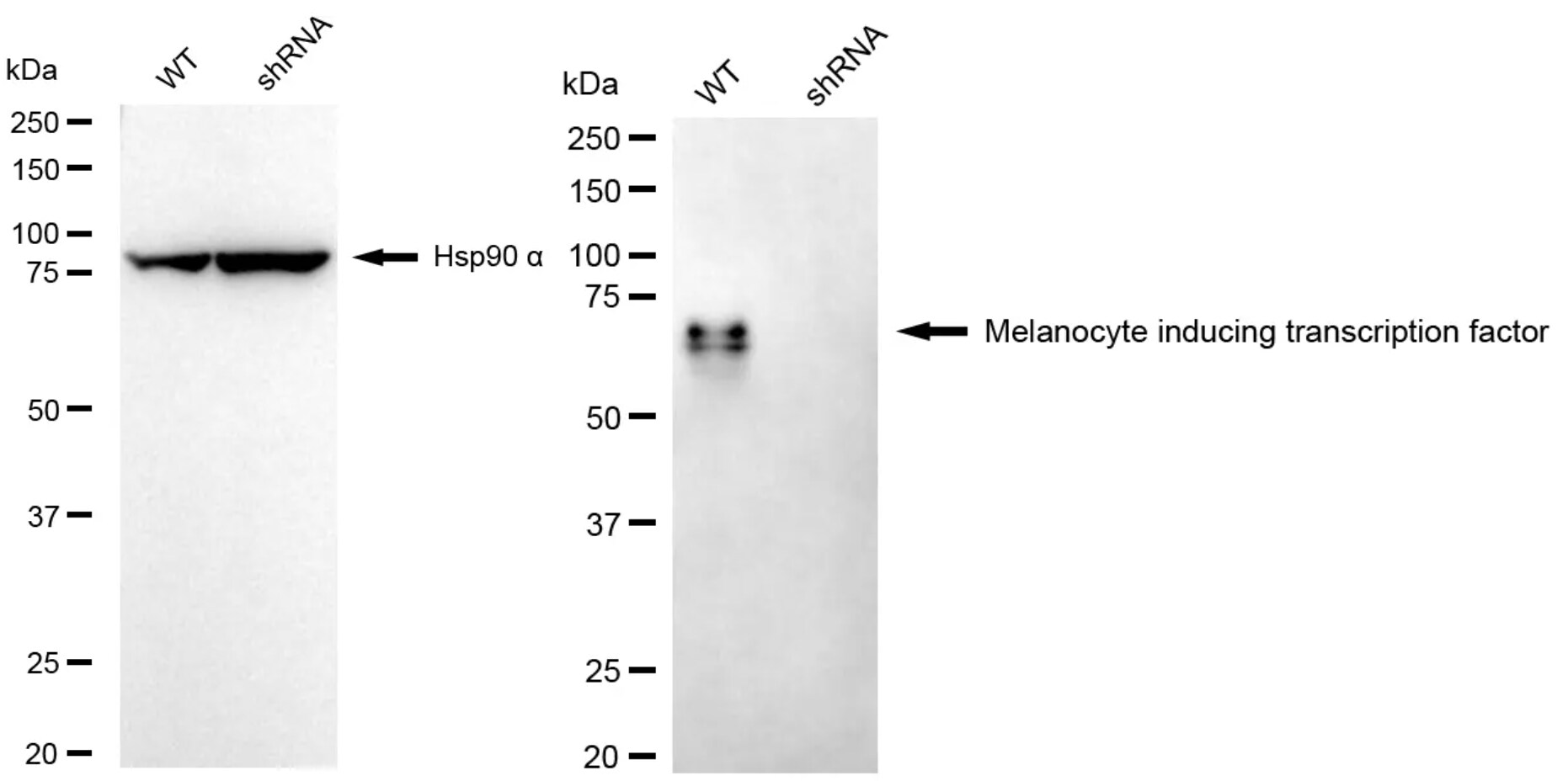 MITF Antibody (24GB2905)