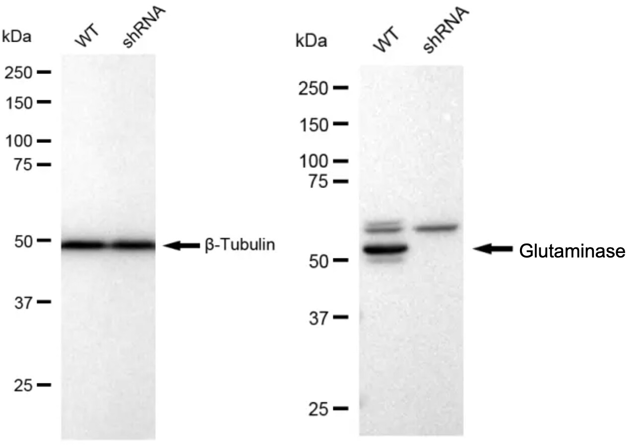 Glutaminase Antibody (23GB1720)