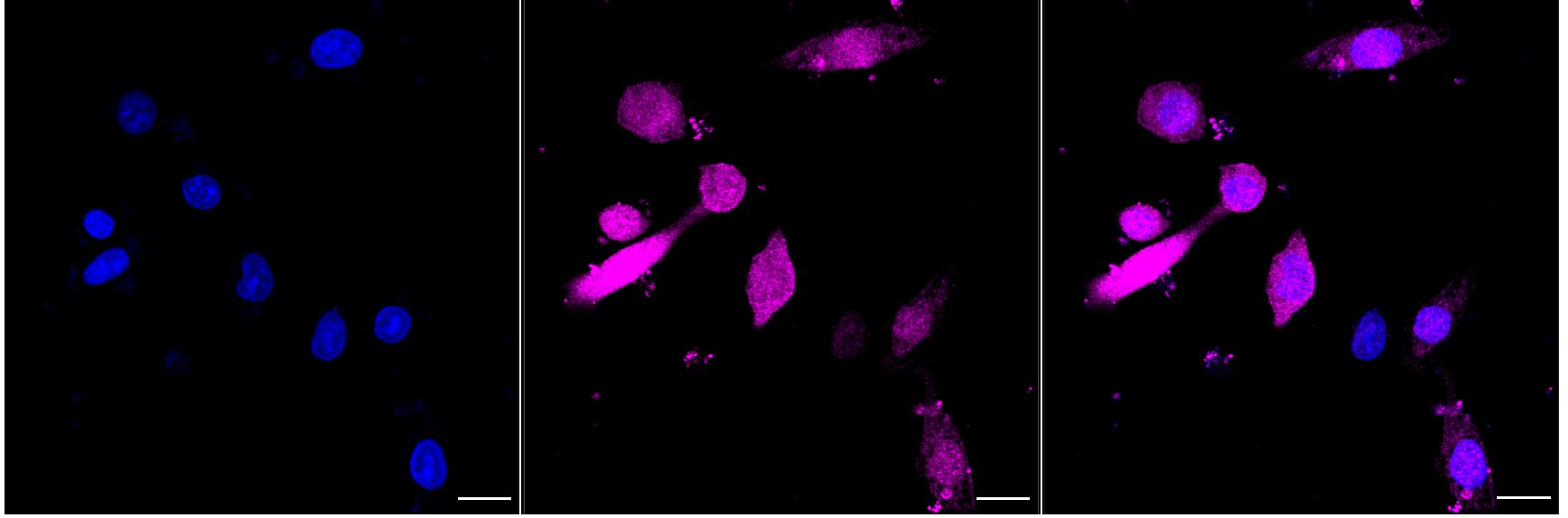Adenylate Kinase 1 Antibody (24GB2940)