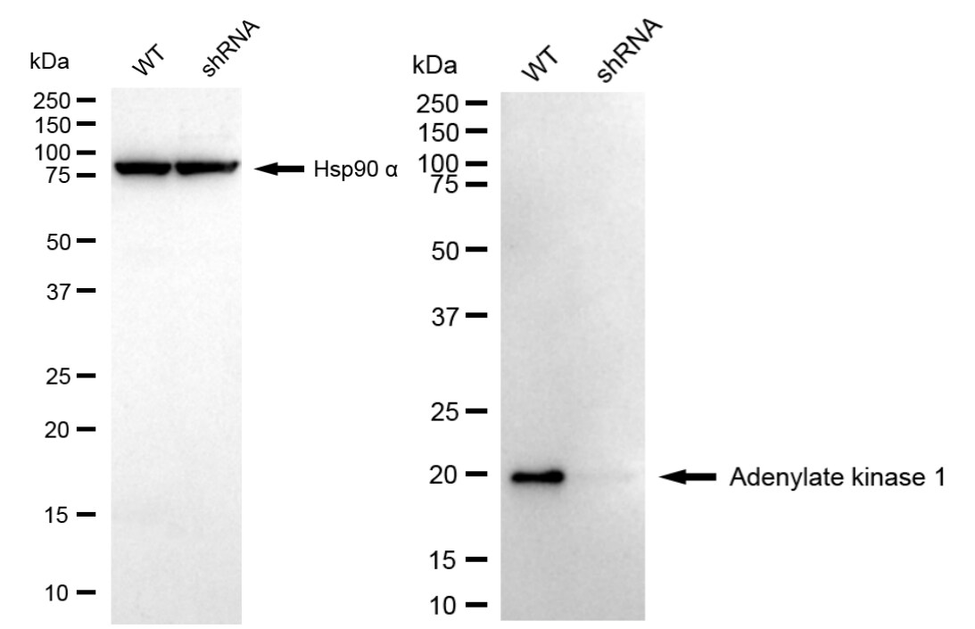 Adenylate Kinase 1 Antibody (24GB2940)