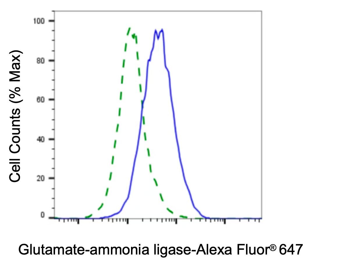 Glutamine Synthetase Antibody (23GB1345)