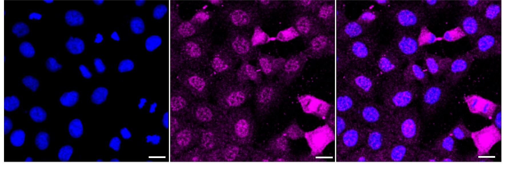 eIF2 alpha/EIF2S1 [p Ser51] Antibody (24GB3905)
