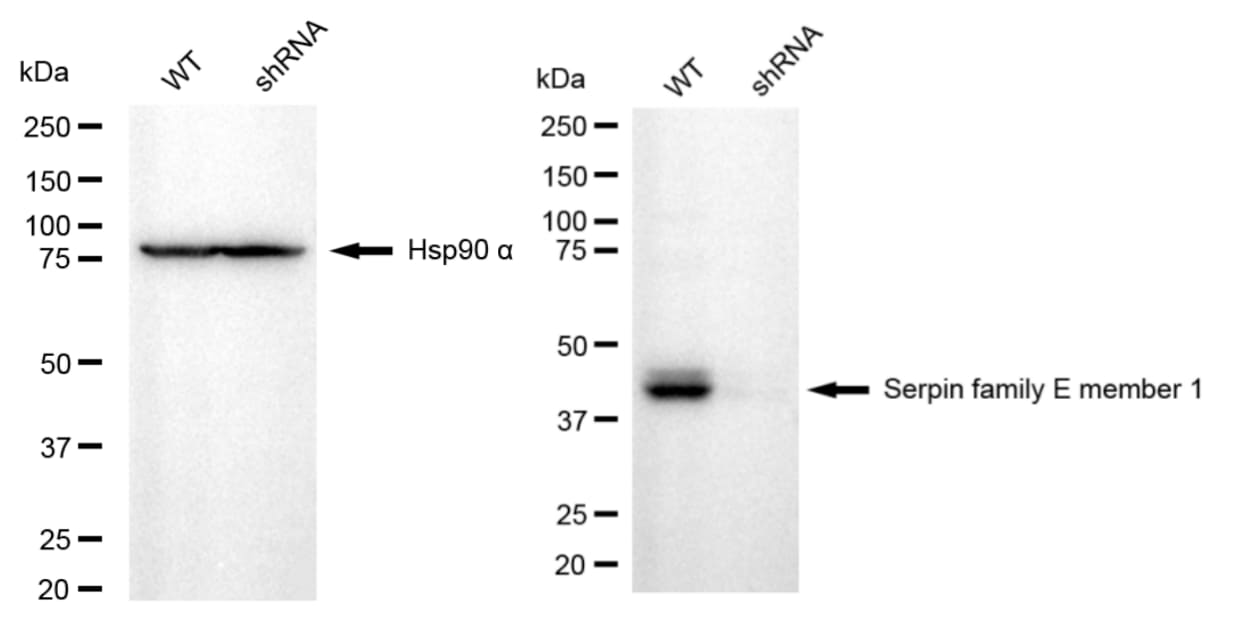 Serpin E1/PAI-1 Antibody (24GB4055)