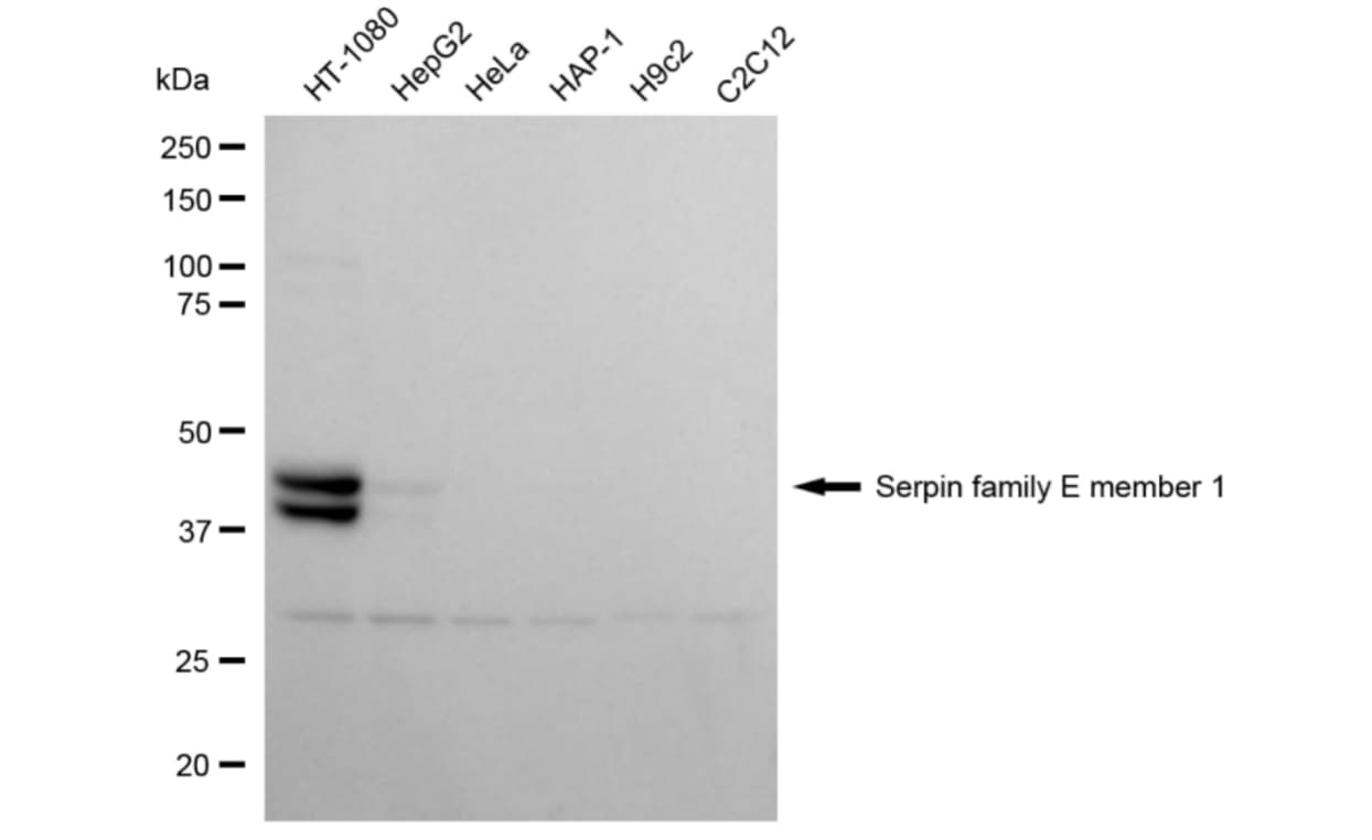 Serpin E1/PAI-1 Antibody (24GB4055)